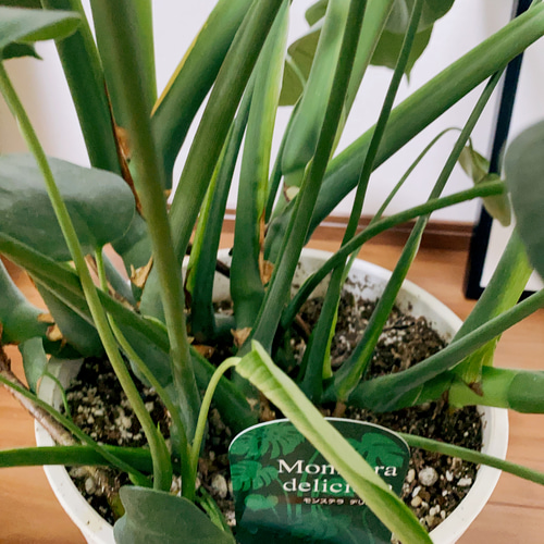 現品］3番 ボリューム満点！ モンステラデリシオーサ 観葉植物 室内