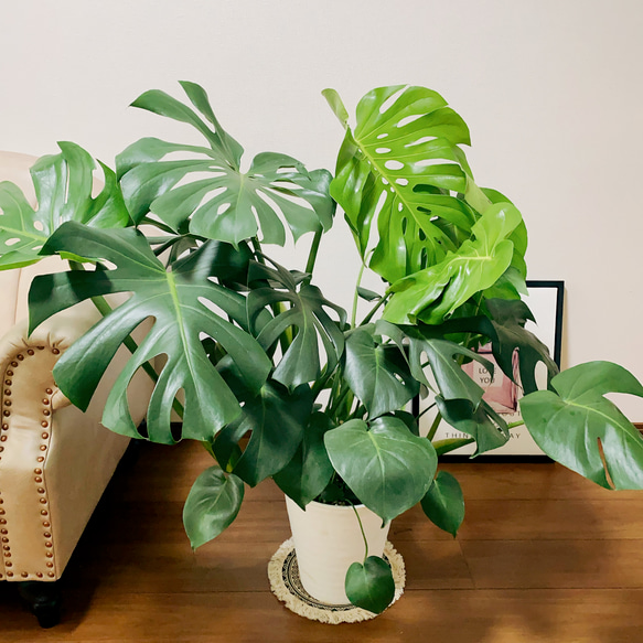 現品］3番 ボリューム満点！ モンステラデリシオーサ 観葉植物