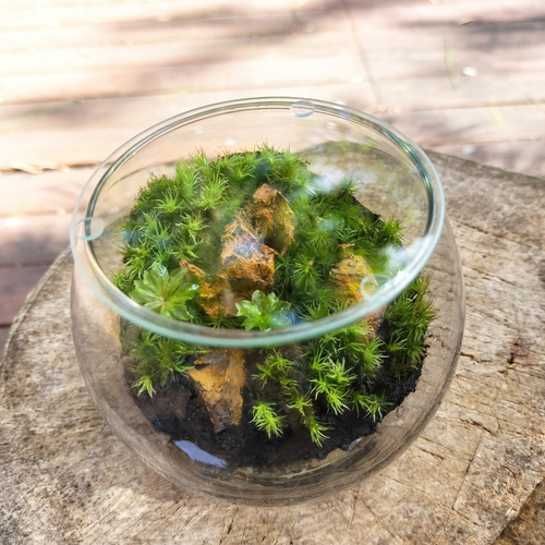 No.300 苔アート苔テラリウム食虫植物ウツボカズラ完成品