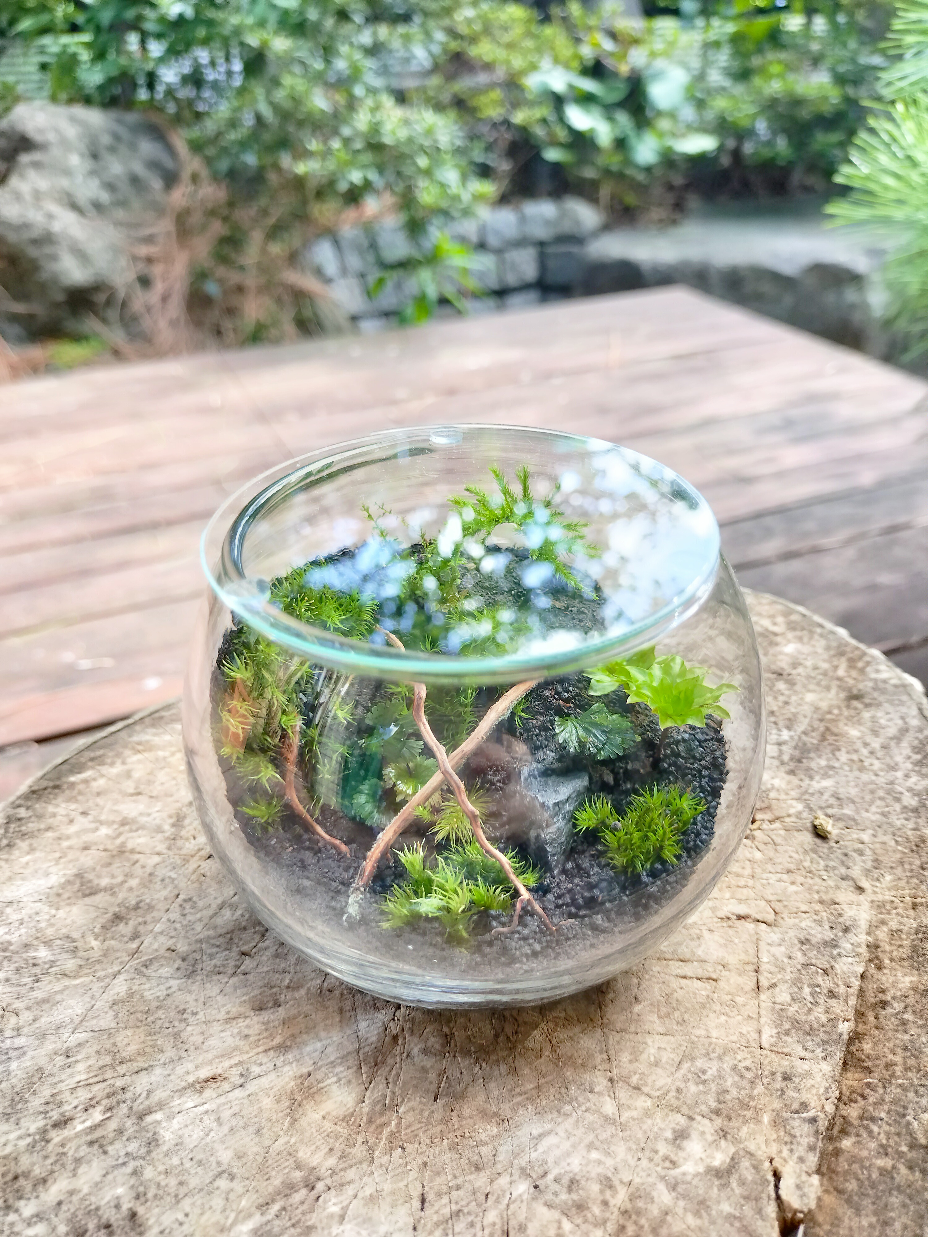 苔リウム テラリウム 焚き火 キャンピングカー キャンプのある暮らし② コケ