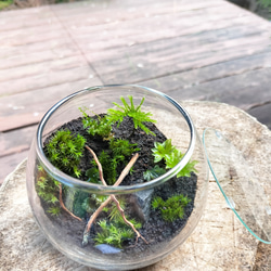 「Roof Moss 丸」苔テラリウム(苔リウム)初心者向け プレゼントにもおすすめ！ 3枚目の画像