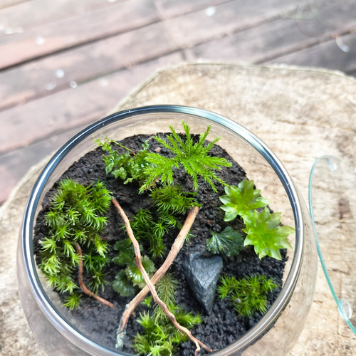 Roof Moss 丸」苔テラリウム(苔リウム)初心者向け プレゼントに