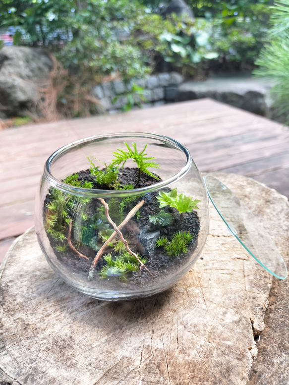 「Roof Moss 丸」苔テラリウム(苔リウム)初心者向け プレゼントにもおすすめ！ 2枚目の画像