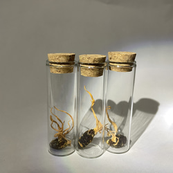冬虫夏草等の標本 冬虫夏草等の標本 - メルカリ