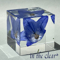植物標本　桔梗　青　レジン　４センチキューブ 4枚目の画像