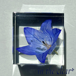 植物標本　桔梗　青　レジン　４センチキューブ 2枚目の画像