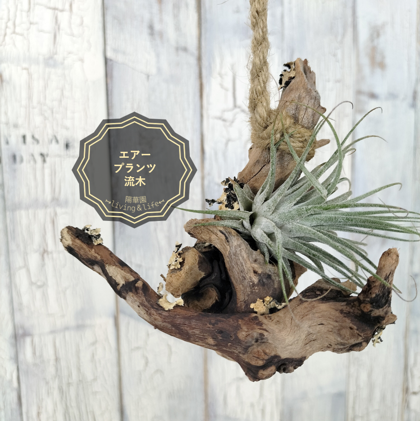 流木　流木インテリア　流木ライト　オブジェ　ライト　流木アート　エアープランツ 流木 流木インテリア 流木ライト オブジェ ライト 流木アート エアー