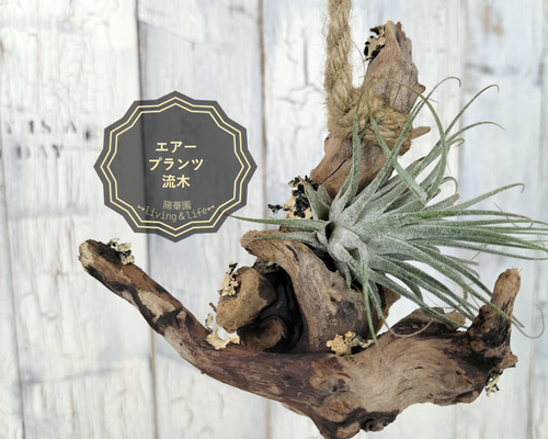 鉢セット販売]エアプランツ9種セット_Forest (1点限り) エアープランツ