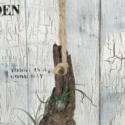 エアープランツ 流木　観葉植物 4枚目の画像
