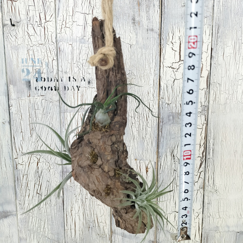 エアープランツ 流木 観葉植物 その他インテリア雑貨 陽華園 エアープランツ 流木 観葉植物 その他インテリア雑貨 陽華園