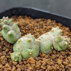 ❤️専用出品❤️リラシナ錦❤️ 葉挿しっ子抜き苗③ ❤️専用出品❤️リラシナ錦❤️ 葉挿しっ子抜き苗③ 【公式通販】