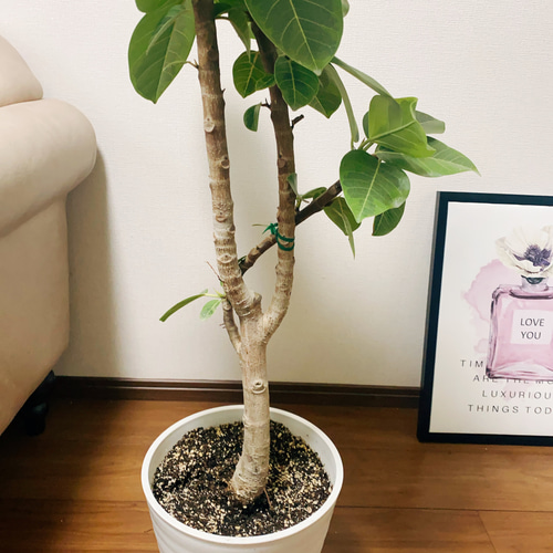 ［現品］13番　フィカス　アルテシマ　曲がり　8号　観葉植物　おしゃれ　ゴムの木 ［現品］13番　フィカス　アルテシマ　曲がり　8号　観葉植物　おしゃれ　ゴムの木