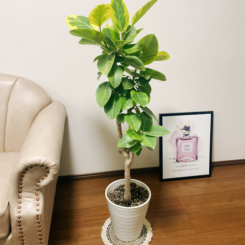 現品］13番 大人気！ フィカスアルテシマ 8号 観葉植物 室内 大型