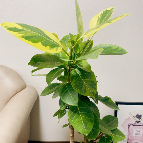 ［現品］13番　フィカス　アルテシマ　曲がり　8号　観葉植物　おしゃれ　ゴムの木 ［現品］13番　フィカス　アルテシマ　曲がり　8号　観葉植物　おしゃれ　ゴムの木