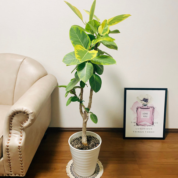 ［現品］13番　フィカス　アルテシマ　曲がり　8号　観葉植物　おしゃれ　ゴムの木 現品］13番 大人気！ フィカスアルテシマ 8号 観葉植物 室内 大型