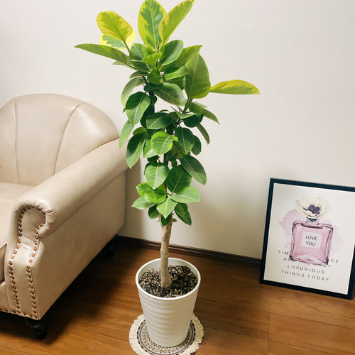 現品］13番 大人気！ フィカスアルテシマ 8号 観葉植物 室内