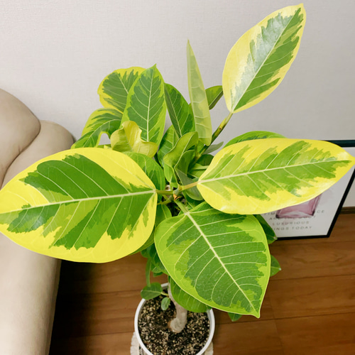 現品］13番 大人気！ フィカスアルテシマ 8号 観葉植物 室内