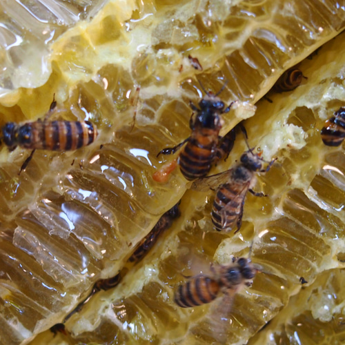 日本ミツバチの巣蜜70g（やや褐色） ジャム・シロップ・はちみつ 曽根