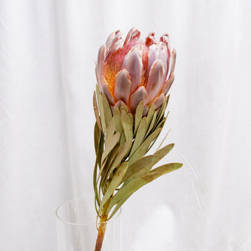 sold プロテアリース 71s295z06+L._UF350,350_QL50_.jpg