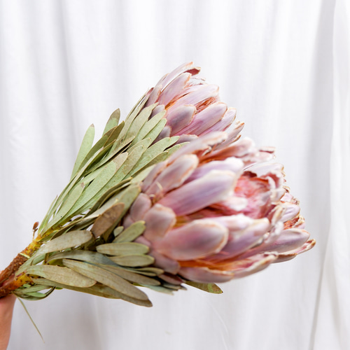 プロテア ビーナス フリーズドライフラワー freeze-dried flower of