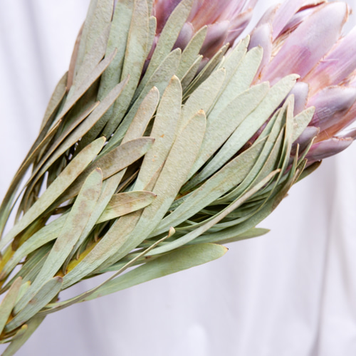 プロテア ビーナス フリーズドライフラワー freeze-dried flower of