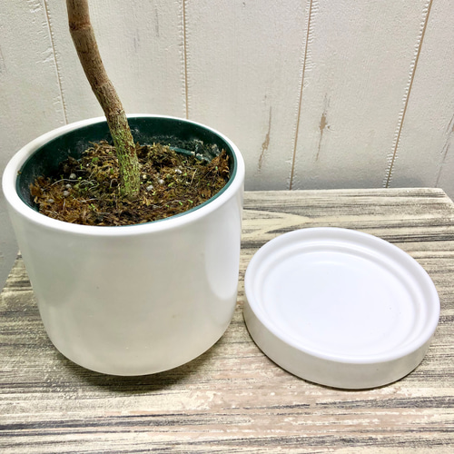 シーグレープ　8号　150センチ白鉢　現品 コッコロバ シーグレープ マットホワイト鉢 受皿付 その他インテリア