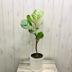 シーグレープ　8号　150センチ白鉢　現品 コッコロバ シーグレープ マットホワイト鉢 受皿付 その他インテリア