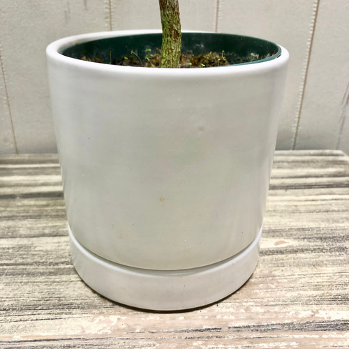 コッコロバ シーグレープ マットホワイト鉢 受皿付 その他インテリア