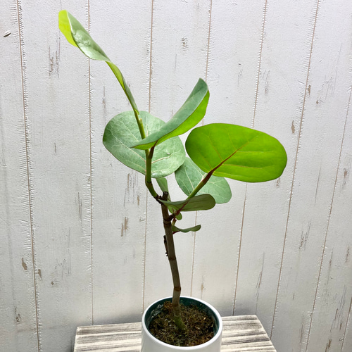 コッコロバ シーグレープ マットホワイト鉢 受皿付 その他インテリア