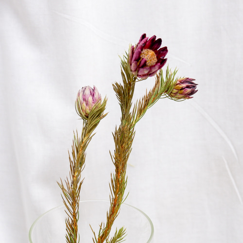 プロテア ナナ フリーズドライフラワー freeze-dried flower of Protea