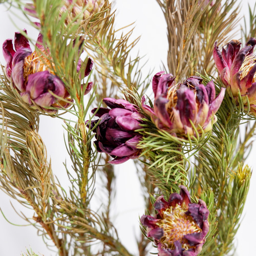 sold プロテアリース プロテア ナナ フリーズドライフラワー freeze-dried flower of