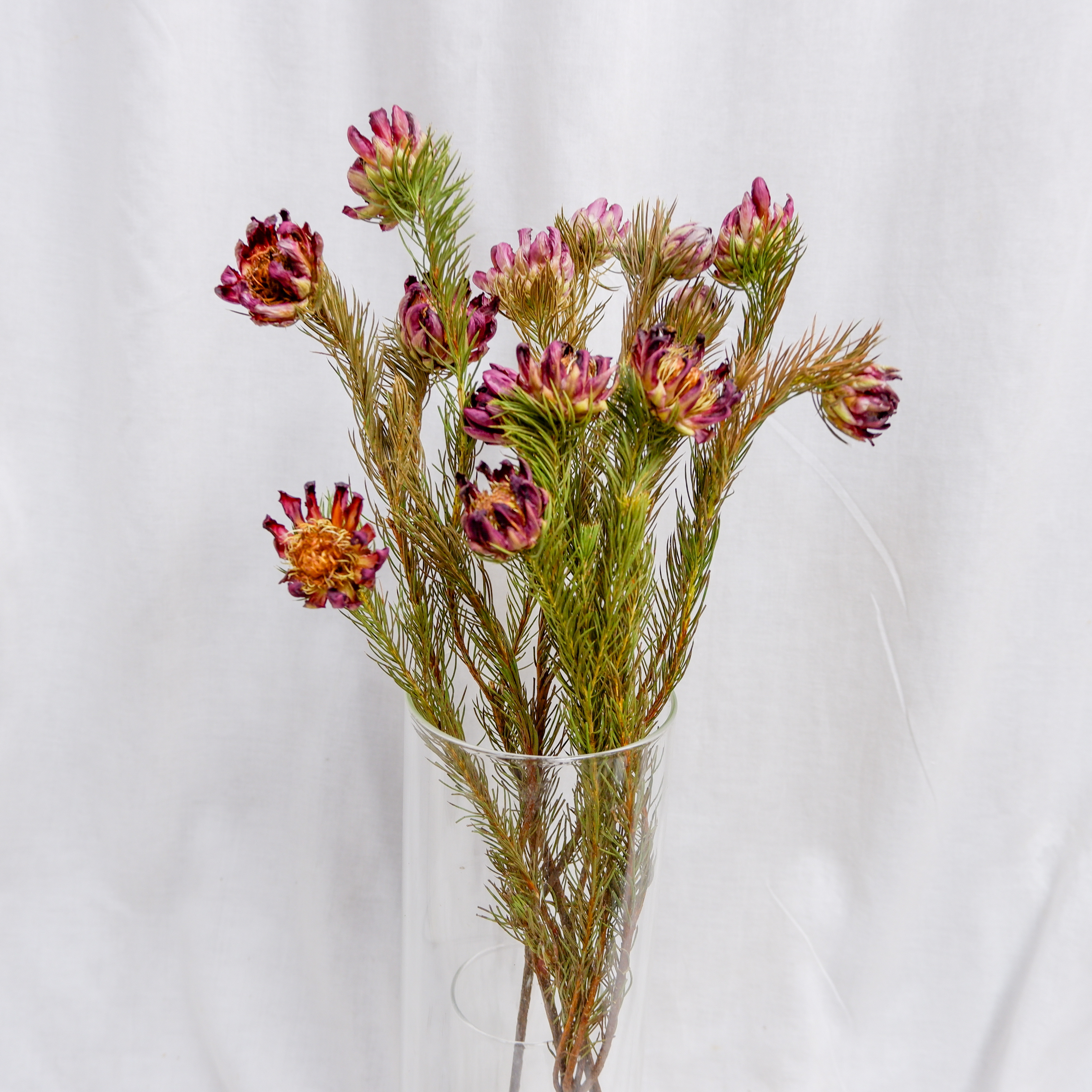 sold プロテアリース プロテア ナナ フリーズドライフラワー freeze-dried flower of