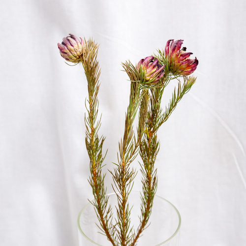 sold プロテアリース プロテア ナナ フリーズドライフラワー freeze-dried flower of