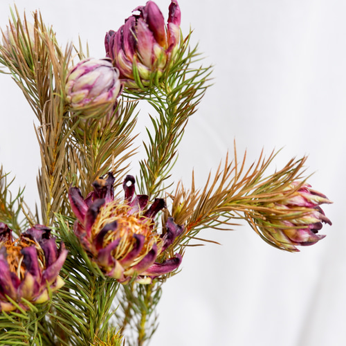 sold プロテアリース プロテア ナナ フリーズドライフラワー freeze-dried flower of