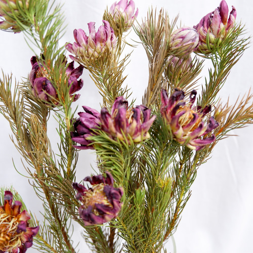 プロテア ナナ フリーズドライフラワー freeze-dried flower of Protea