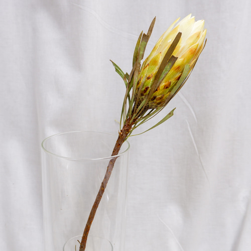 sold プロテアリース プロテア レペンス フリーズドライフラワー freeze-dried flower of