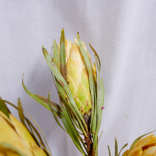 sold プロテアリース プロテア レペンス フリーズドライフラワー freeze-dried flower of