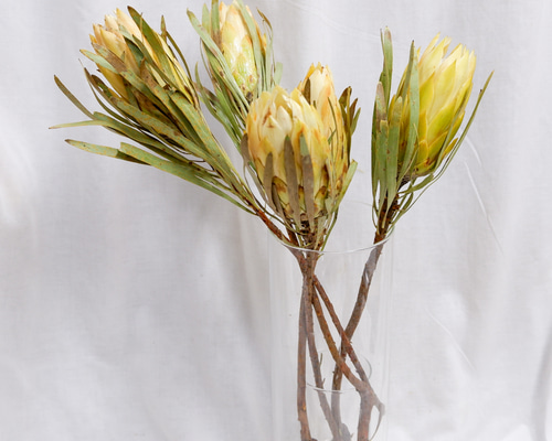 sold プロテアリース 89c81e11a05f1002d911e7bb274ab5