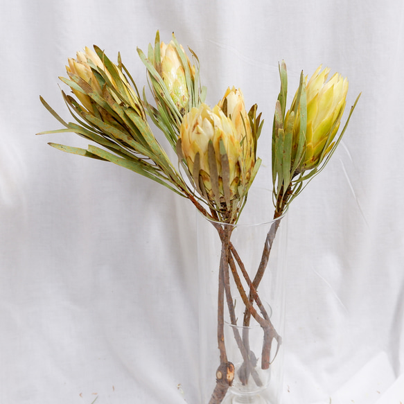 プロテア レペンス フリーズドライフラワー freeze-dried flower