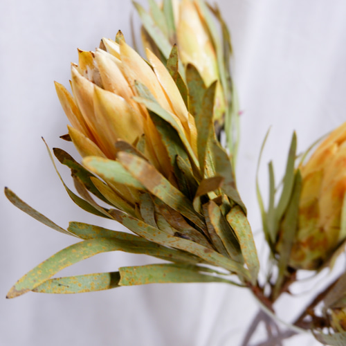 sold プロテアリース プロテア レペンス フリーズドライフラワー freeze-dried flower of