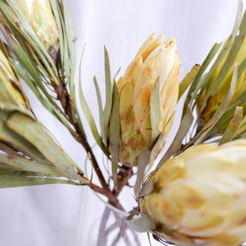 プロテア レペンス フリーズドライフラワー freeze-dried flower of
