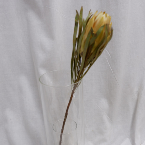 プロテア レペンス フリーズドライフラワー freeze-dried flower of