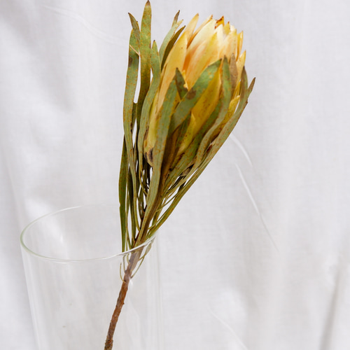 sold プロテアリース sold プロテアリース