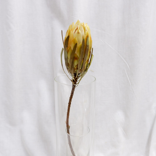 sold プロテアリース プロテア レペンス フリーズドライフラワー freeze-dried flower of