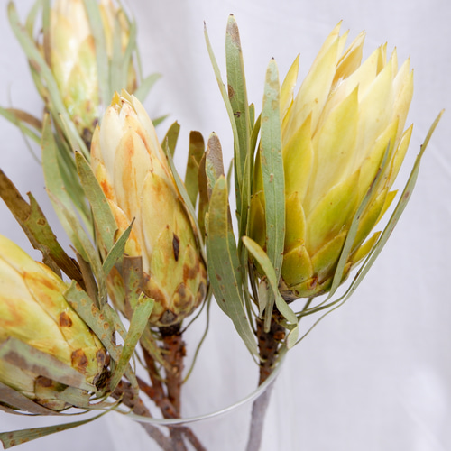 プロテア レペンス フリーズドライフラワー freeze-dried flower