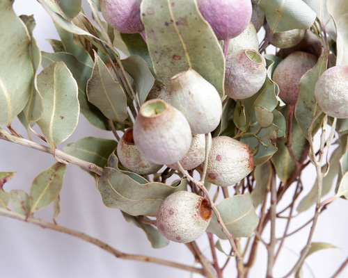 ユーカリ ベルギーフレッシュ フリーズドライフラワー ドライフラワー