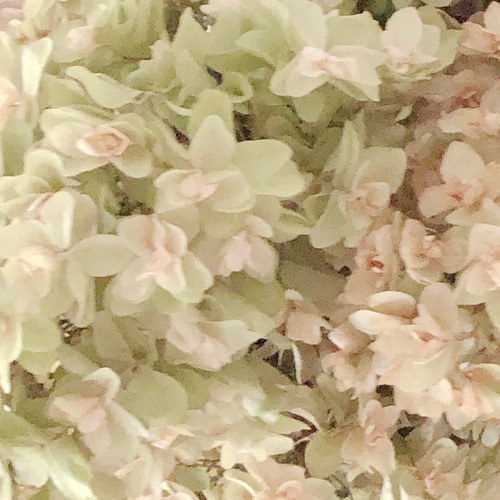 予約販売】秋色紫陽花 フライングスワッグ 30cm 2WAY ドライ