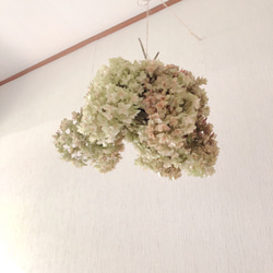 秋色紫陽花　長めスワッグ　Ｕの字飾り付き 秋色紫陽花のスワッグ｜Fla-co（フラコ） - フラワーアレンジ