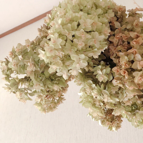6.秋色紫陽花スワッグ 秋色紫陽花のシーリングスワッグ｜Fla-co（フラコ） - フラワー