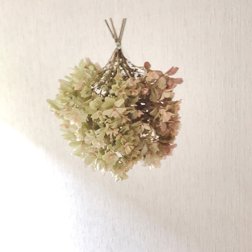 予約販売】スモークツリー 紫陽花 フライングボール 3玉セット